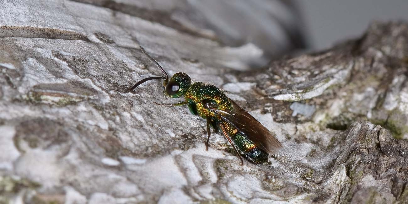 Chrysididae autunnale.